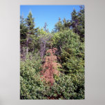 Baby Brown Tree Poster