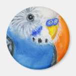 Baby Budgie Refrigerator Magnets