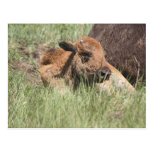 Baby Buffalo Postcard