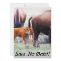 Baby Buffalo - Save the Date Party Invitation