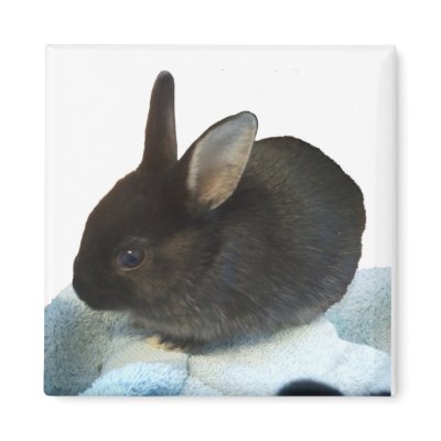 Baby Bun Magnet by GEORGIAHOUSERABBIT