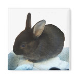 Baby Bun Magnet