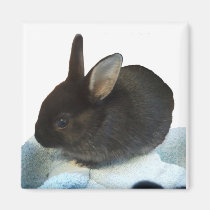 Baby Bun Magnet magnets