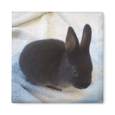 Baby Bun Magnet - Little Magoo by GEORGIAHOUSERABBIT