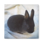 Baby Bun Magnet - Little Magoo