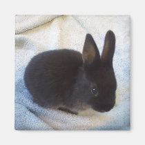 Baby Bun Magnet - Little Magoo magnets