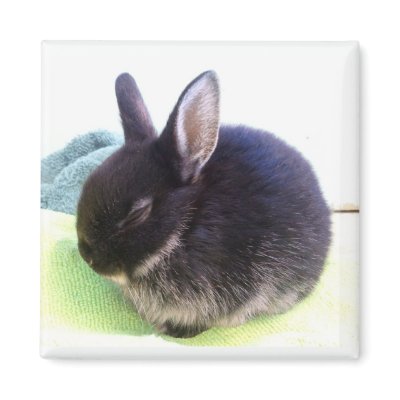 Baby Bun Magnet - Sydney by GEORGIAHOUSERABBIT