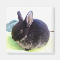 Baby Bun Magnet - Sydney magnets