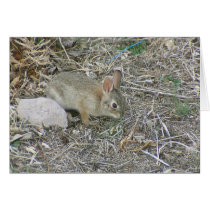 Baby Bunny And Grass Blade cards by StormShooter Baby Bunny And Grass Blade cards