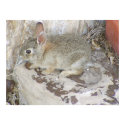 Baby Bunny At Corner posters