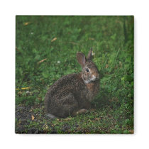 Baby Bunny magnets