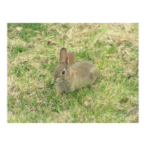Baby Bunny Munching posters