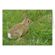 Baby Bunny On Lawn Card