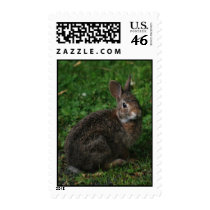 Baby Bunny postage
