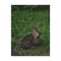 Baby Bunny postcards