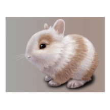 Baby Bunny Postcard