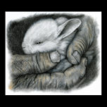 BABY BUNNY posters