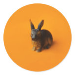Baby Bunny Stickers