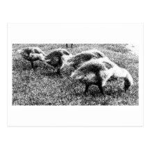 Baby Canadian Geese 0478_800_01 Postcards
