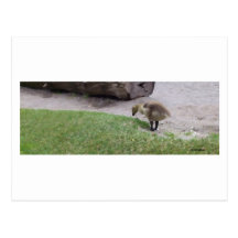 Baby Canadian Geese 0486_800_01 Postcard