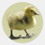 Baby Canadian Goose Sticker