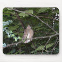 Baby Cardinal “EarthDayContest2007” mousepad by eelkat Baby Cardinal “EarthDayContest2007” mousepad