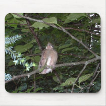 Baby Cardinal “EarthDayContest2007” mousepad
