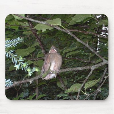 Baby Cardinal “EarthDayContest2007” mousepad by eelkat