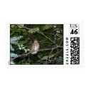 Baby Cardinal postage by eelkat Baby Cardinal postage