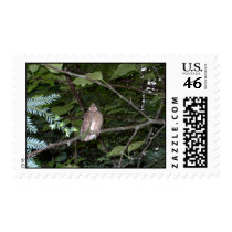 Baby Cardinal postage by eelkat Baby Cardinal postage