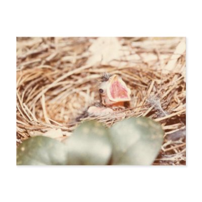 Baby Cardinal Postcard by naturegirl7