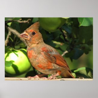 Baby Cardinal print