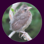 Baby Cardinal Sticker stickers