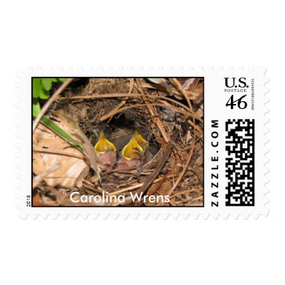 Baby Carolina Wrens Postage by naturegirl7