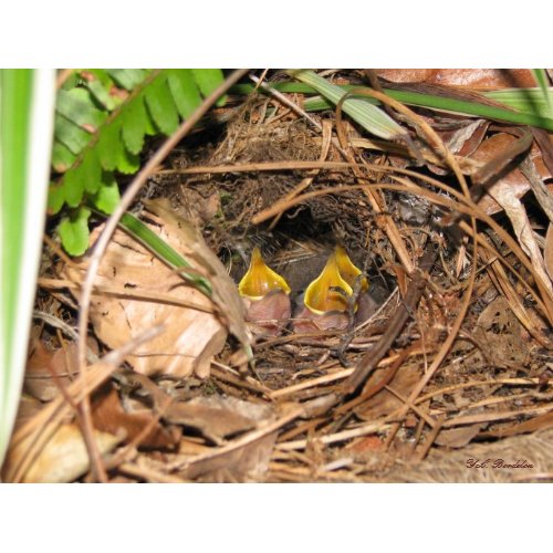 Baby Carolina Wrens Poster print