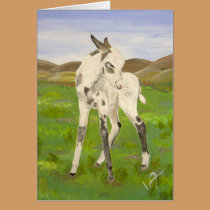 Baby Carrera donkey! cards