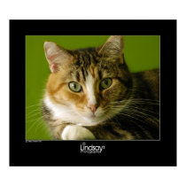 Baby Cat posters