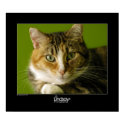 Baby Cat posters by Lindsay_Demeter Baby Cat posters
