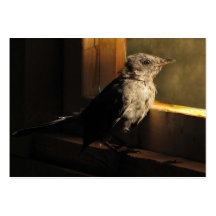 Baby Catbird ATC Business Card