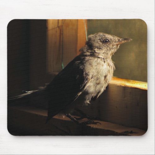 Baby Catbird Mouse Pad