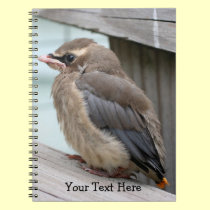 Baby Cedar Waxwing Bird Nature Notebook notebooks