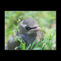 Baby Cedar Waxwing Face Nature Photo Postcard
