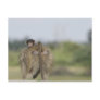 Baby Chacma Baboon (Papio ursinus) riding Postcards