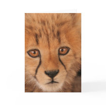 Baby Cheetah Greeting Card