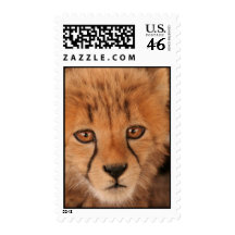 Baby Cheetah Postage Stamp