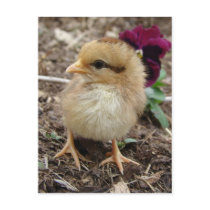 Baby Chic Postcard