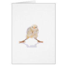 Baby chick greeting cards