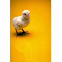 Baby chick on yellow background photo cutout