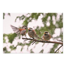 Baby Chickadees and Mother Bird Photo