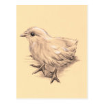 Baby Chicken Drawing Post Card